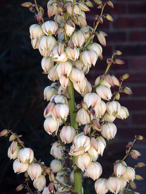 [Zoomed out view of several dozen flowers nearly completely covering the main stalk.]